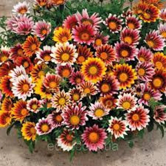 Rare Original Seeds Flower Gazania Shiny "Brilliant