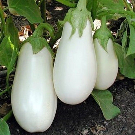 Eggplant Seeds White
