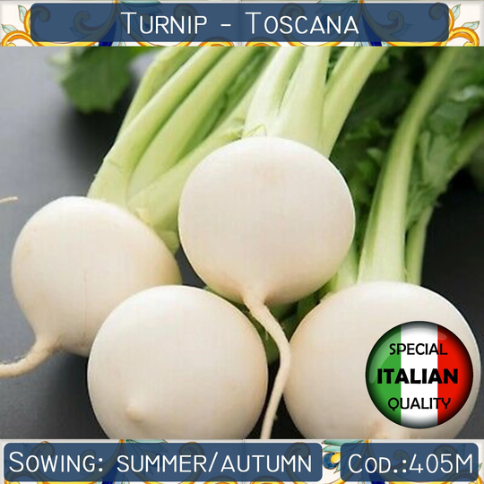 250+ White Turnip Toscana Seeds, Italian Vegetable Non Gmo #405M