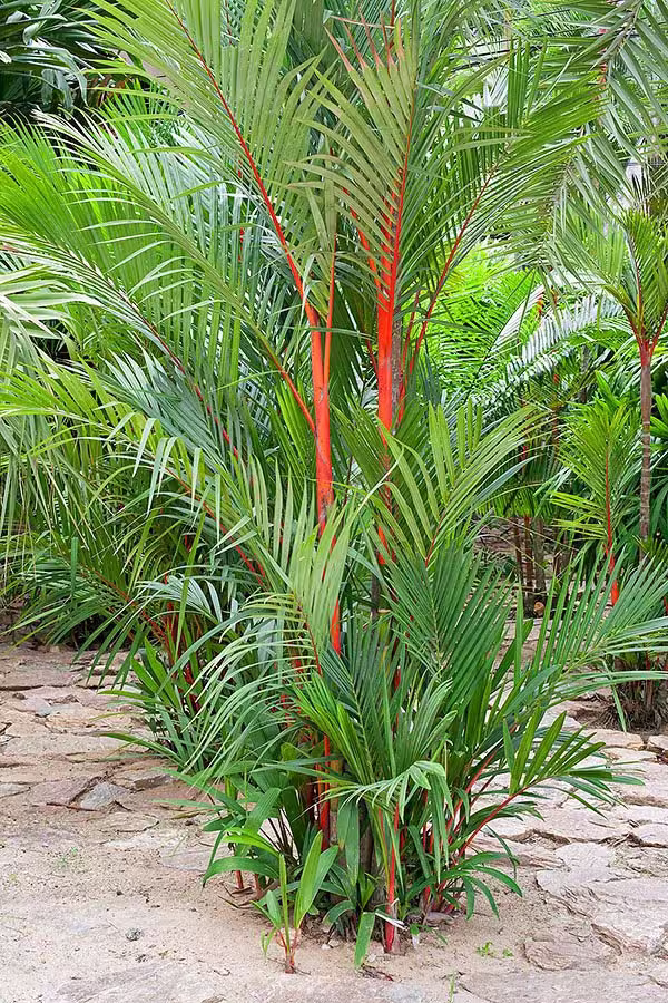 10 Fresh Seeds Lipstick Palm Cyrtostachya Renda, Sealing Wax Plant
