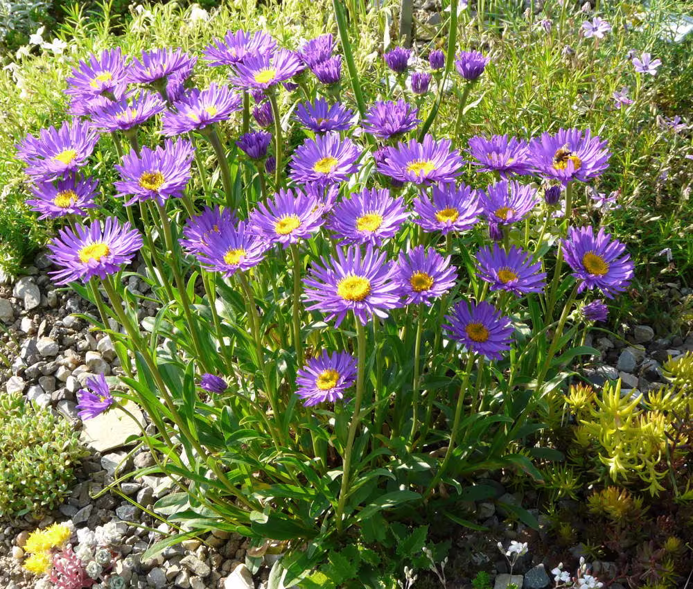 Aster Alpinus - Dunkle Schöne Seed