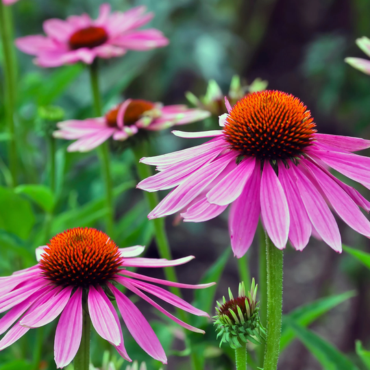 Echinacea Flower Seeds - Coneflower Perennial Seeds, Organic | 25+ Seeds