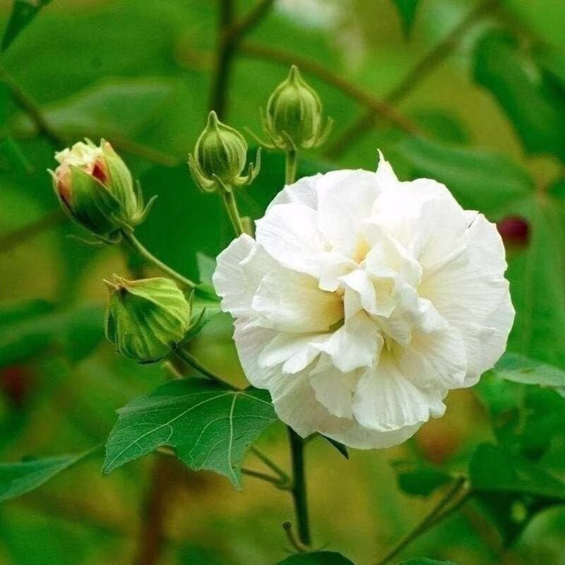 10Pcs Hibiscus Garden Flowers Seeds For Home Gardening Annual Flower Winter Grow