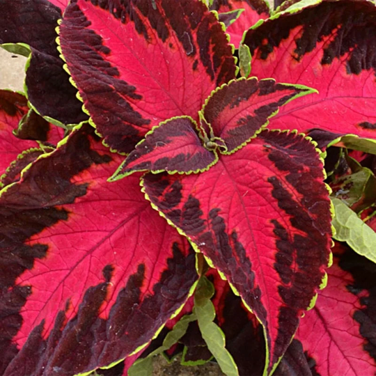 Rare Flower Seeds Solenostemon Scutellarioides Sun Chocolate | Packing 5 Pcs; Color Cherry, Coleus, Bonsai Flower, Tropical Plant
