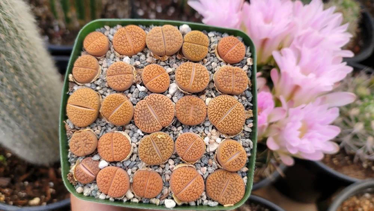 Lithop Square - Orange Texture Lithops Rare