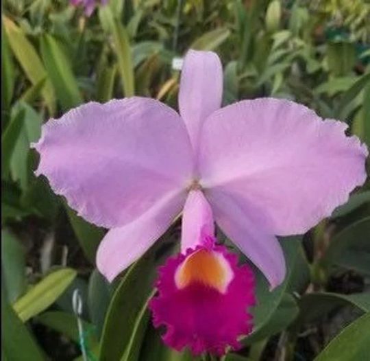 Cattleya Trianae/ Trianae Elegance X Halloween/