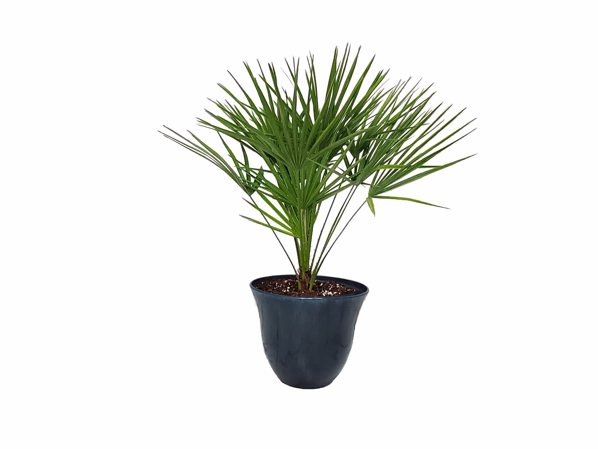European Fan Palm With Pot & Soil - Live Tree Garden Plant Kit Large House Plants Overall Height 30" To 36