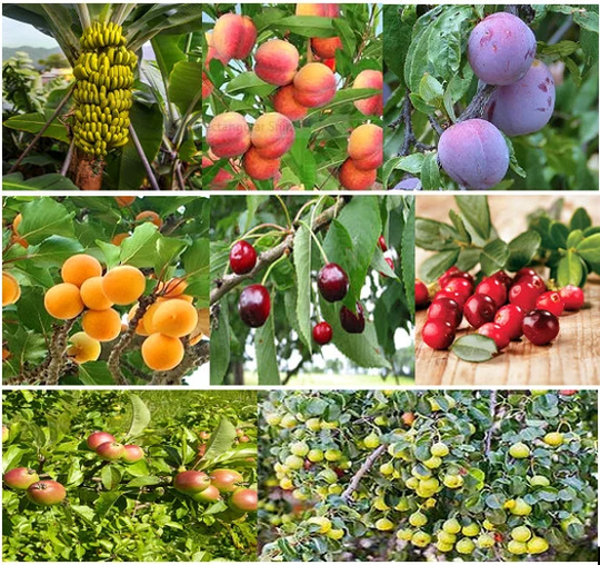 24 X Mixed Fruit Tree Seeds. | 3 Seeds From 8 Varieties