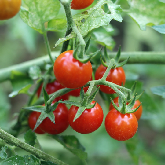 Everglades Tomato Seeds Min. 30 Seeds Per Package Pesticide Free