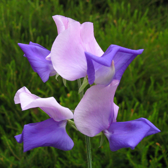 Sweet Pea Erewhon 15 Seeds, Tricolour Rose, Mauve Fragrant Sweet Pea Tall Type