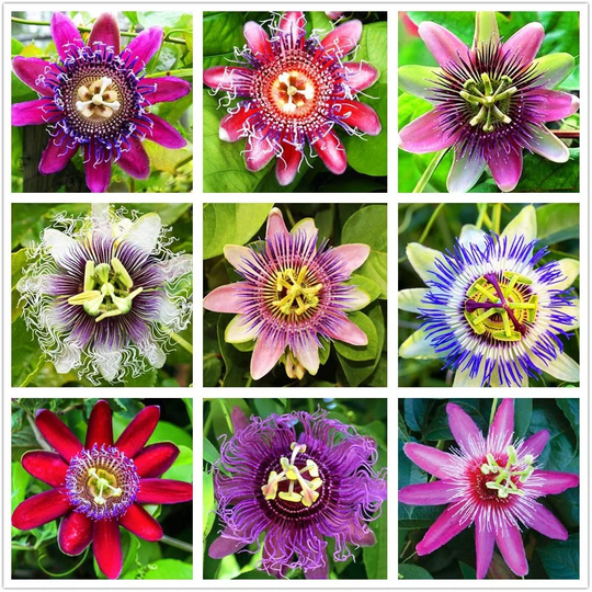 Passion Flower Seeds For Planting - 50+ Ships From Iowa, Usa Grow Exotic Vines. Great Bonsai