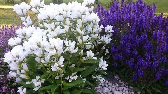 Clustered Bellflower Mixed 100 Seeds, Non Gmo, Fresh, Easy To Grow