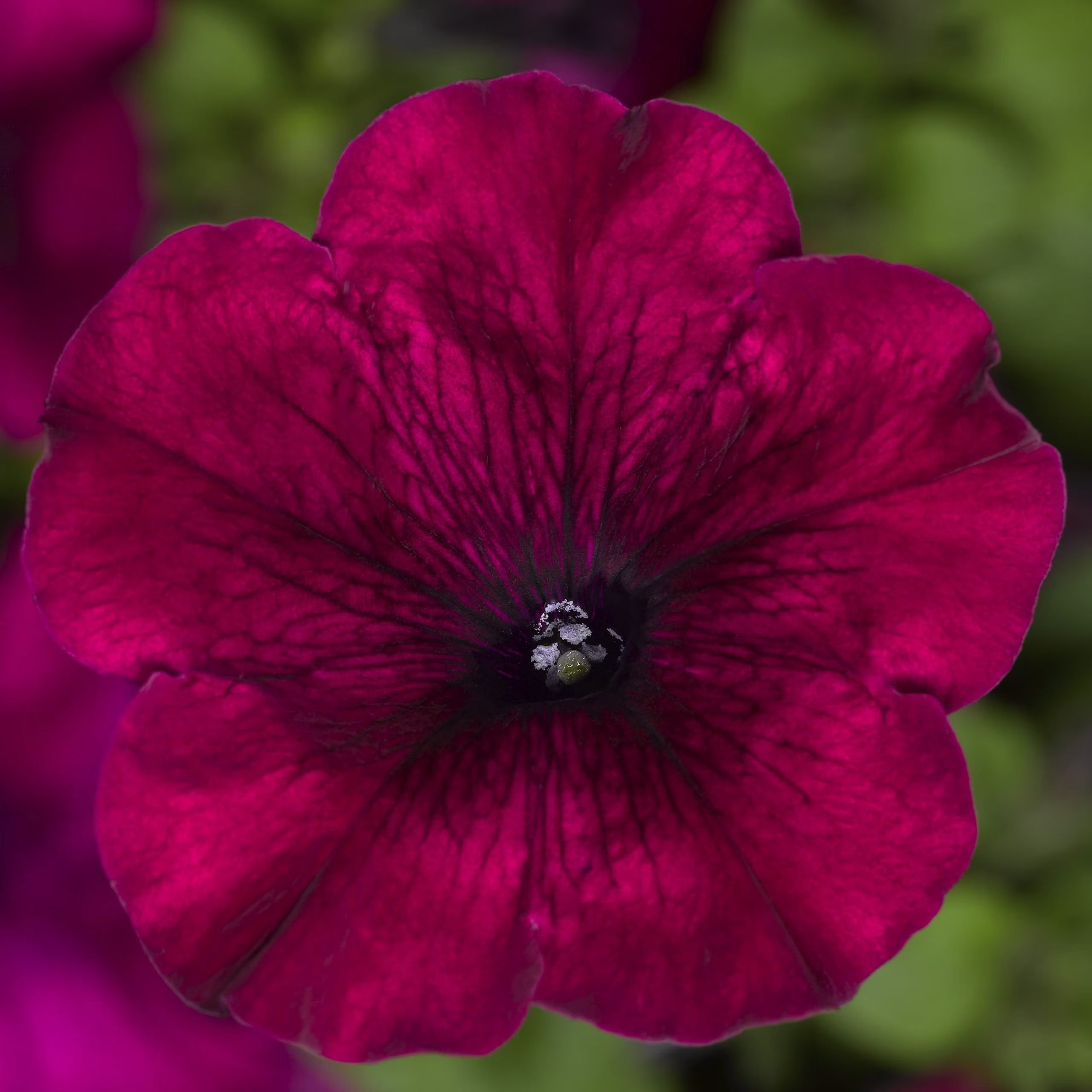 Petunia Seeds Duvet Burgundy 250 Thru 1, 000 Pelleted