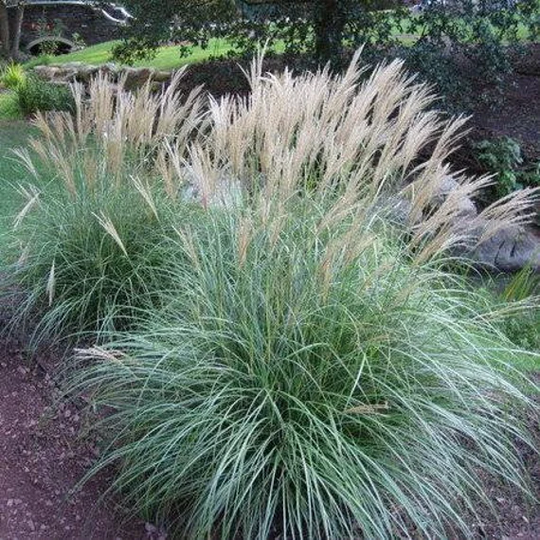 Pnw Ornamental Maiden Grass | 10 Seeds, Low Maintenance Grass Usps Tracking