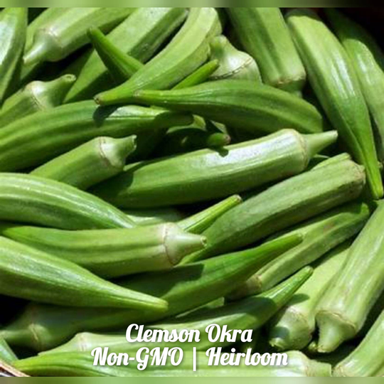 Clemson Okra 50 Seeds | Non-Gmo Free Shipping