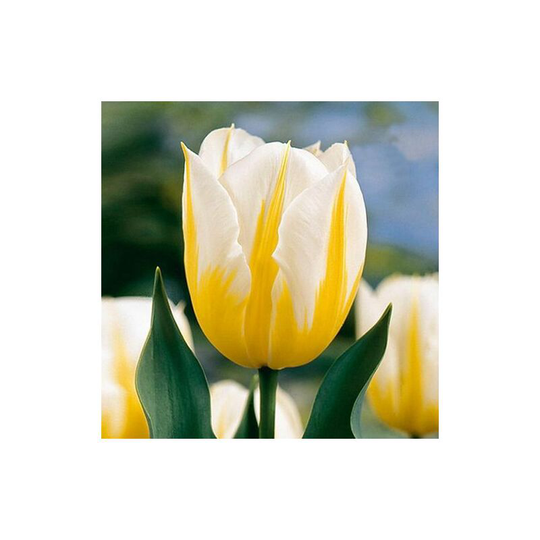 10Pcs Bag Beautiful and Colorful Perfume Tulip Flower Seeds High-Grade Rainbow Flower Bonsai Seeds Home Garden Plant-yellow and white