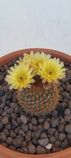 Notocactus Schlosseri Cactus Seeds