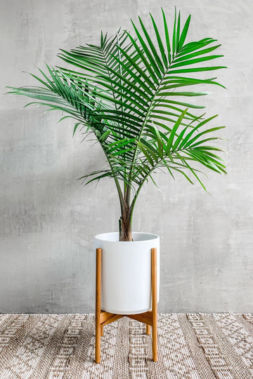 White Modern Ceramic Planter
