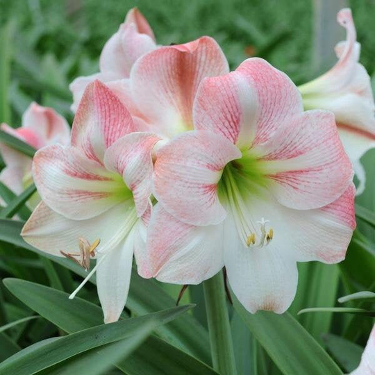 Hippeastrum | Amaryllis Apple Blossom 5 Seeds