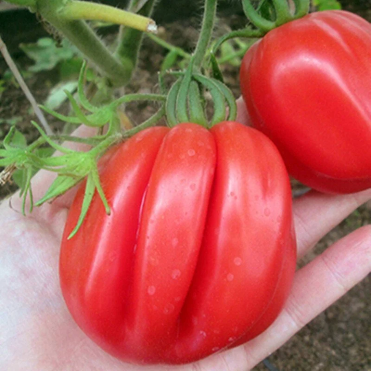 Tomato Etual Seeds Heirloom Non Gmo For Planting | 204451