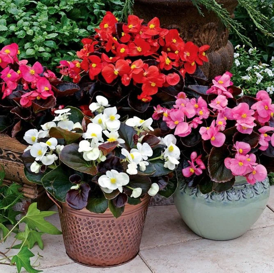 Houseplant Seeds Begonia Semperflorens Bada Boom F1 | Packing 20 Pieces; Color Mix Flower Seed. Mixed Flower