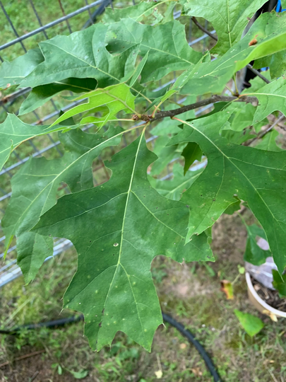 Shumard Oak | Quercus Shumardii Bare Root 4-5 Year Old