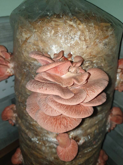Oyster Mushroom Log Grow Kit, Gift Voucher Option