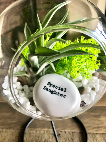 Diy Terrarium Air Plant Kit,