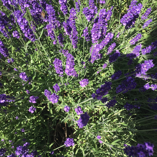 Herbs - Lavender Mixed Varieties 3 Young Transplants Free Delivery Within The UK