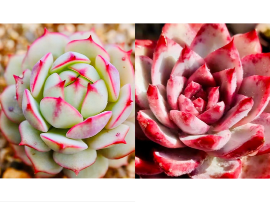 10 Seeds Echeveria