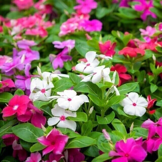 100 Fresh Vinca Periwinkle Mix Flower Seeds - Rare Annual Easy Grow Plant