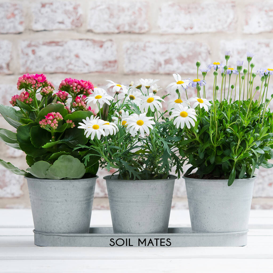 Personalised Metal Anniversary Planters