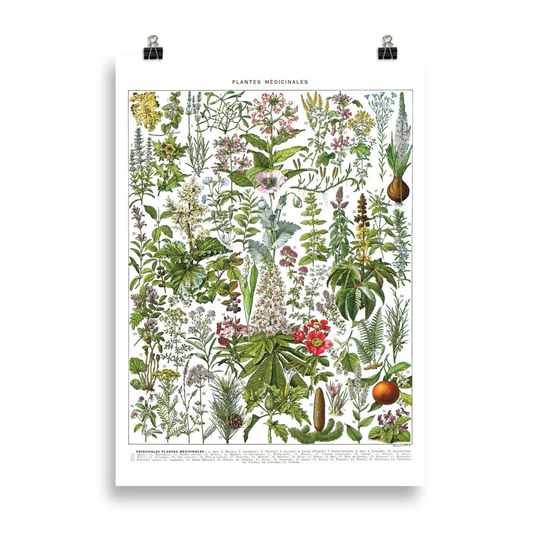 cm Large Medicinal Plants Botanical Poster G To Z. Vintage Illustration Reproduction. French Country Decor Classroom Herbs