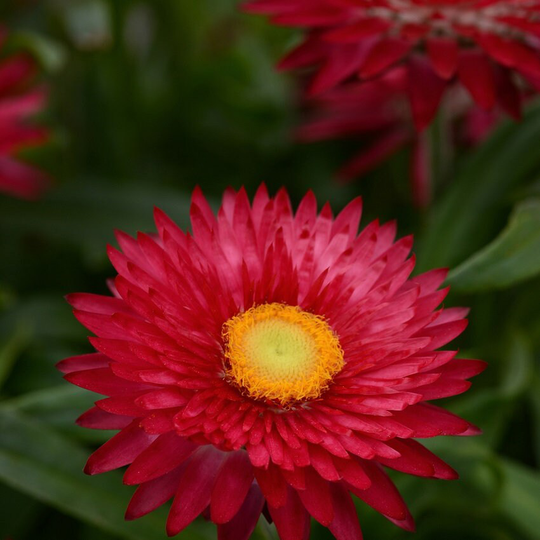 Helichrysum Seeds Helichysum Montrosum Scarlet 1, 000 Strawflower