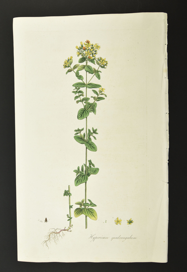 Original 1817 Curtis Botanical Engraving Flora Londinensis St. John Wort