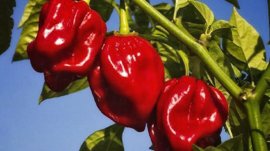 Habanero Giant Red Chilli 12+ Seeds | 'king Of All Chillies'