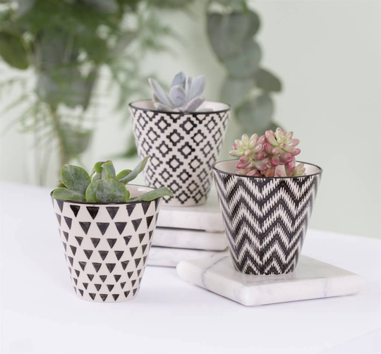 Set Of Three Mini Plant Pot With Choice Of Plants