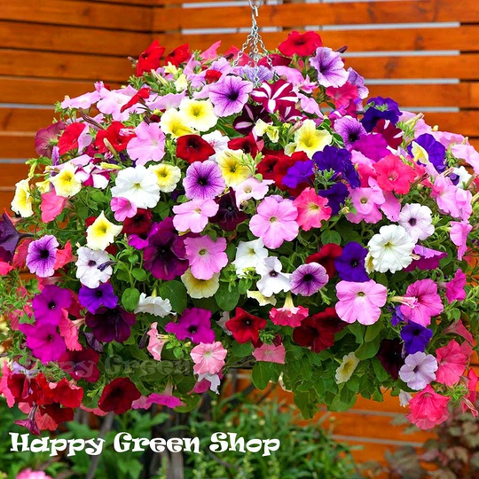 Trailing Petunia Mixed Seeds - 2000 Flower Annual