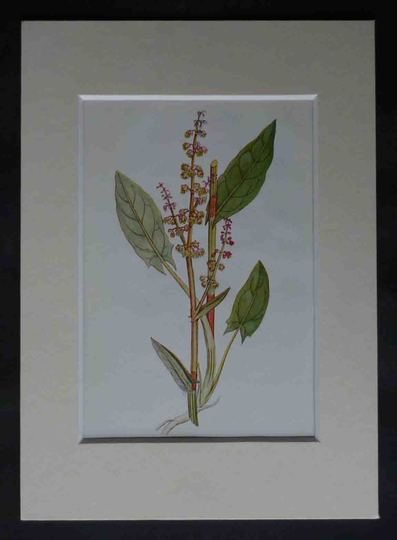 1920S Antique Common Garden Sorrel Print, Available Framed, Culinary Art, Kitchen Gift For Cook, Chef Decor, Herbal Picture, Herb Artwork