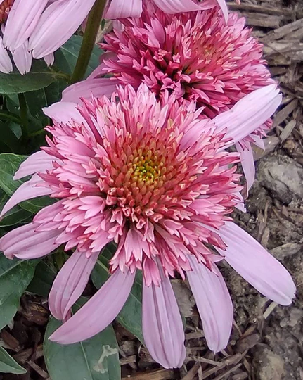 Coneflower , Echinacea, Double Scoop Bubble Gum Pink +15Seeds