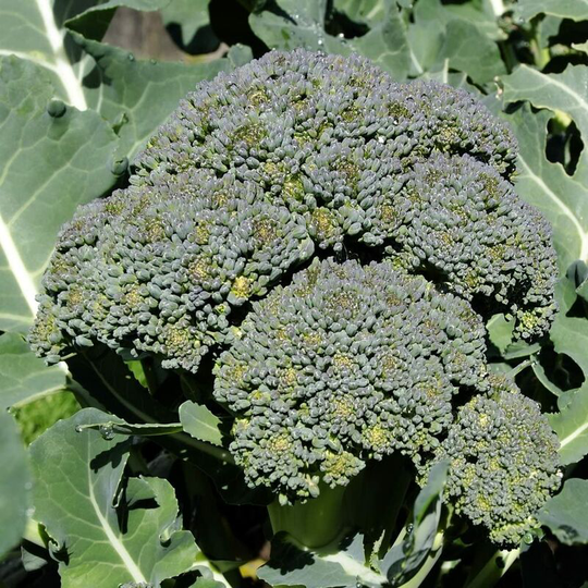 Vegetable Seeds, Broccoli - De Cicco, 200 Seeds Minimum Per Packet.