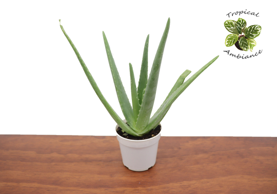 Aloe Vera | Medicinal Grade -4