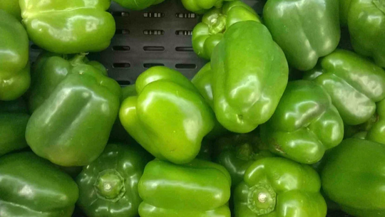 Florida Green Bell Peppers Seeds | 50 Seeds