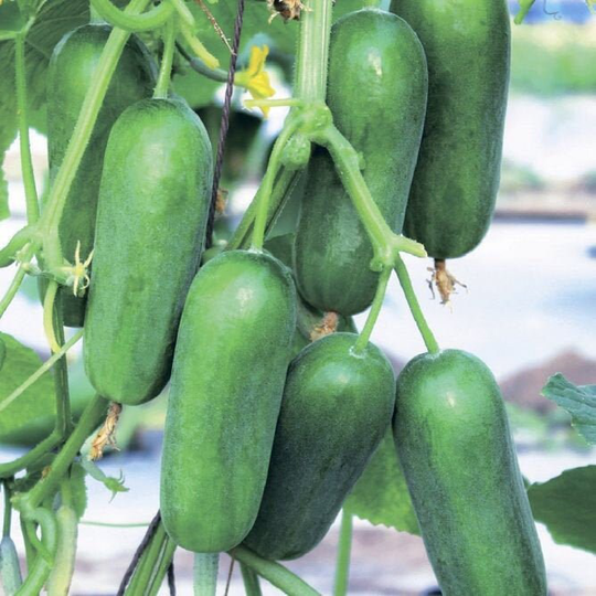 Balcony Garden Room Cucumber Seeds Fontina F1 | Packing 10 Pieces; Color Green. Cucumber Seeds. Mini Cucumber. Houseplant