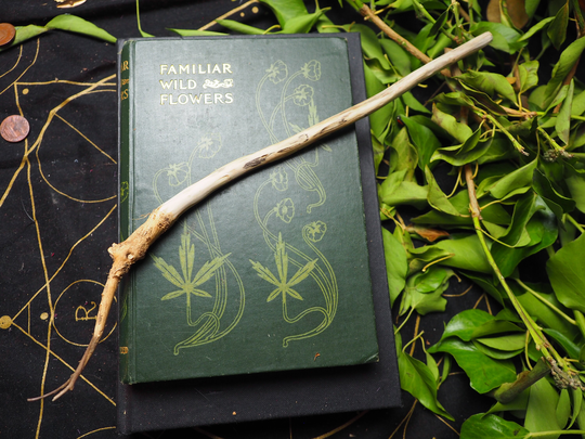Rare Woad Wand - Healing, Ancestral Magic, Shape-Shifting, Pagan, Wicca, Witchcraft, Herb