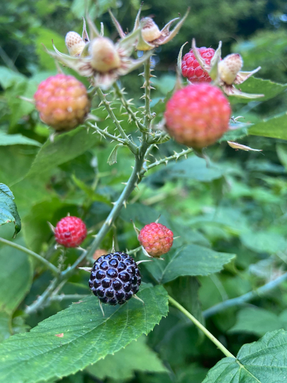 Wild Black Raspberry Seeds. 50-60 Seeds. Fresh 2021 Rubus Occidentalis Easy To Grow. Unstratified