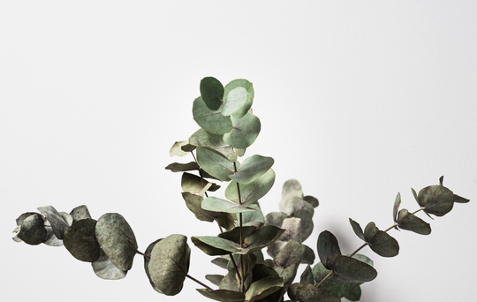 Home Decor Eucalyptus Seeds, Free Tracked Expedited Shipping