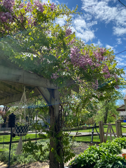 Wisteria Seeds Harvested June 2021