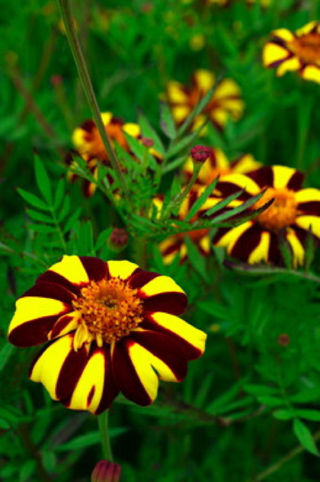 French Marigold Court Jester Tall Beneficial Plant For Gardens Non-Gmo 100 Seeds | Code 45