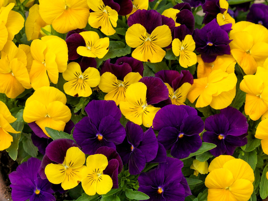 Viola Seeds Colormax Royal Mix 50 Thru 500 Annual